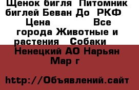 Щенок бигля. Питомник биглей Беван-До (РКФ) › Цена ­ 20 000 - Все города Животные и растения » Собаки   . Ненецкий АО,Нарьян-Мар г.